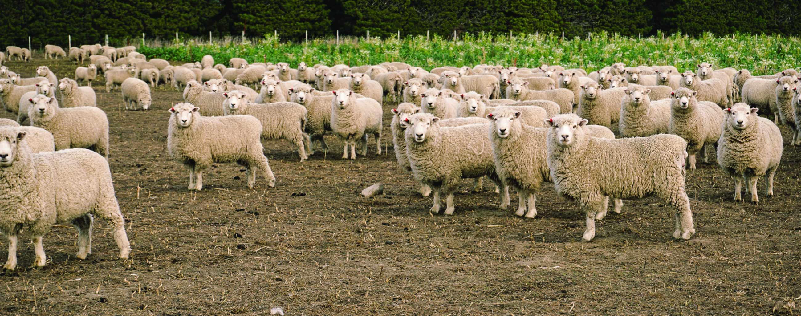 flock of sheep on farm