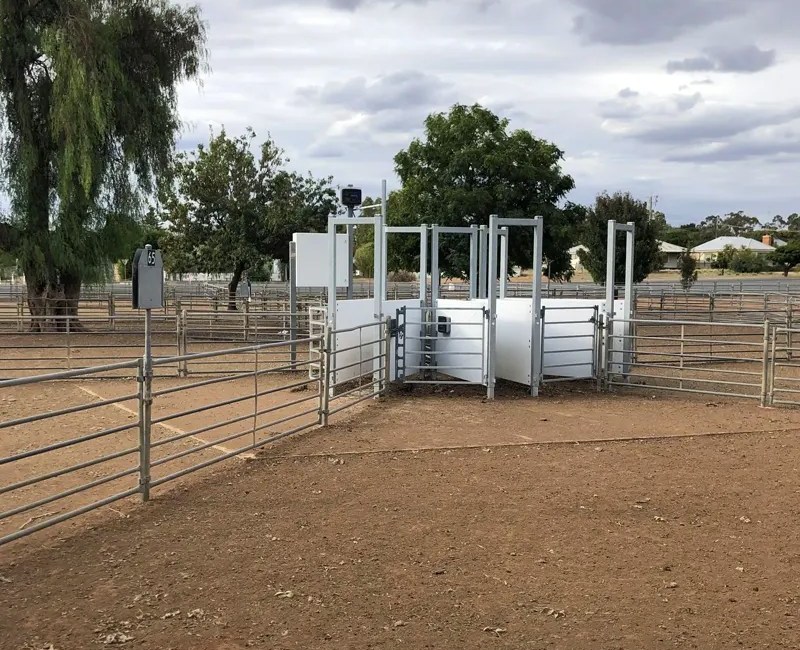 3-Way Draft for Sheep and Goats - Allflex Australia