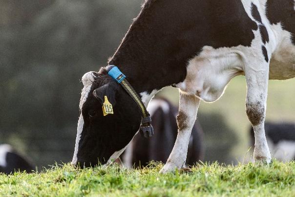 Cow with Allflex collar